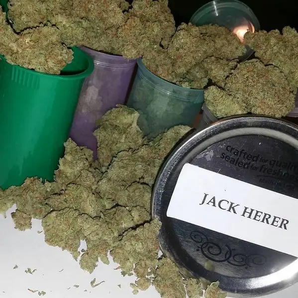 Buy Jack Herer Strain Online