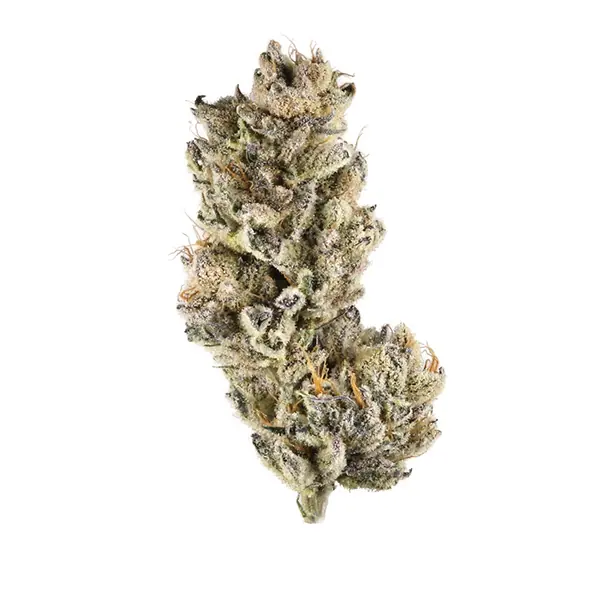 Buy Purple Punch Kush – Purple Punch Strain