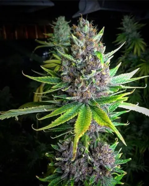 Buy Raspberry Boogie CBD Strain | Raspberry Boogie