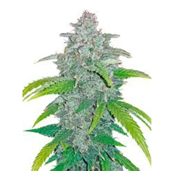 blue-dream-cbd-hemp-flower-buy-blue-dream
