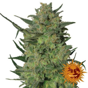 buy-lsd-marijuana-strain-online-buy-lsd-kush